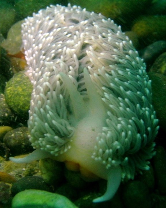 , Nudibranch - Aeolidia campbellii, Aeolidia campbellii