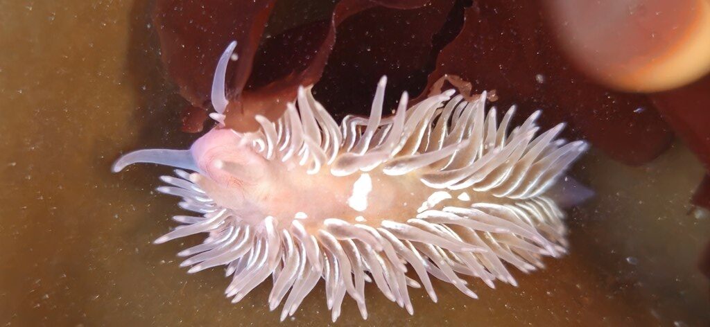 , Warty Shag-rug Nudibranch, Shaggy Mouse Nudibranch - Aeolidia loui, Aeolidia loui