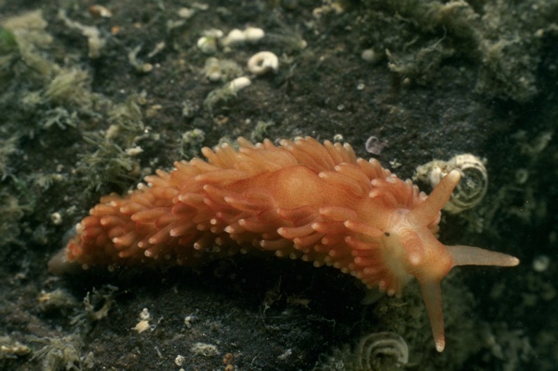 , Nudibranch, Aeolidiella sanguinea