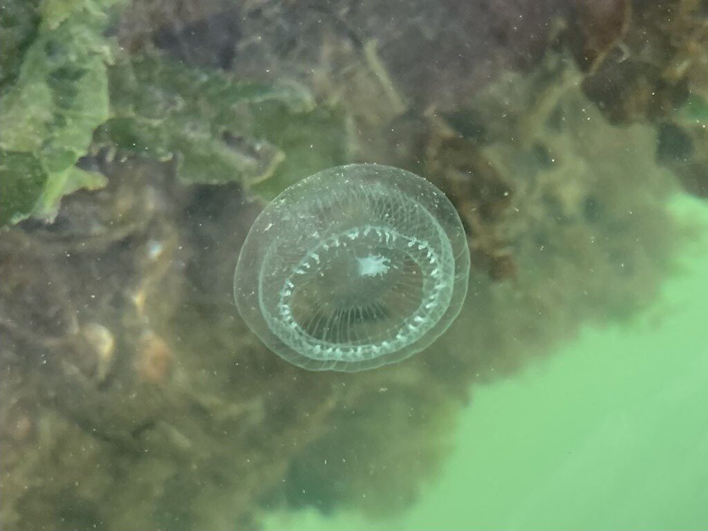 , Crystal Jelly, Water Jellyfish, Aequorea victoria