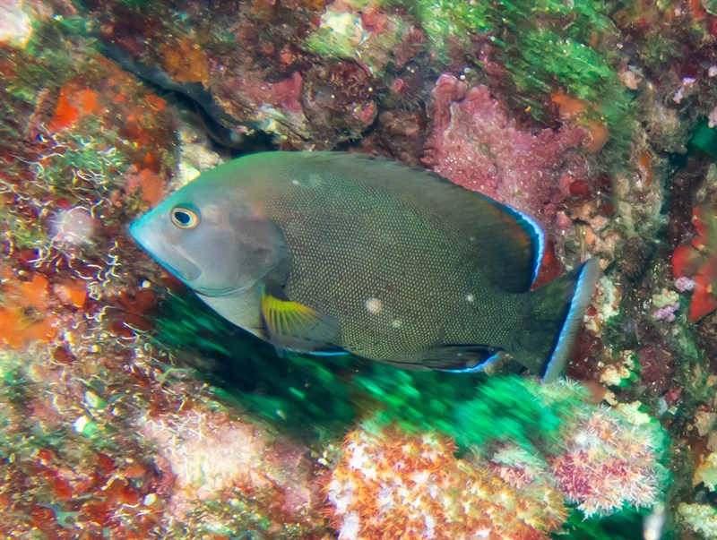 Redmouth grouper, Red-flushed Cod, Red-flushed Rockcod, Red-flushed Rock-cod, Redmouth Groper, Redmouth Grouper, Redmouth Rockcod, Aethaloperca rogaa