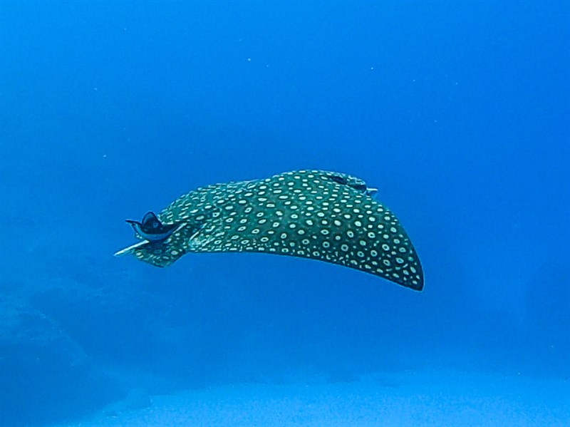 Pacific eagle ray, , Aetobatus laticeps