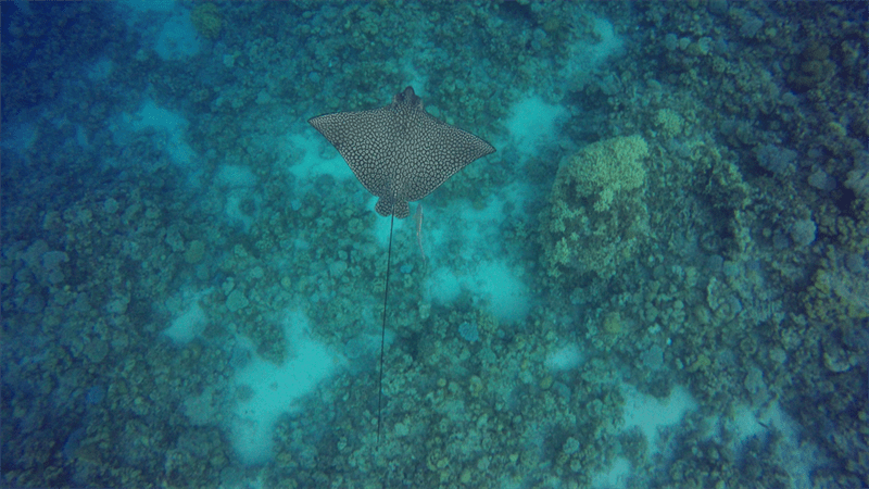 Ocellated eagle ray, Whitespotted Eagle Ray, Eagle Ray, Flying Ray, Bonnet Skate, Duckbill Ray, Spotted Eagle Ray, Spotted Eagle-Ray, Duckbill Eagle-Ray, White-Spotted Eagle Ray, Ungurru, Beaked Eagle Ray, Jumping Ray, Ocellated Eagle Ray, Aetobatus ocellatus