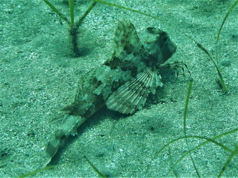 African-Rock-streaked-Gurnard-Trigloporus-lastoviza-Chelidonichthys-lastoviza-image-diving-canary-islands-fish-Mediterranean-sea