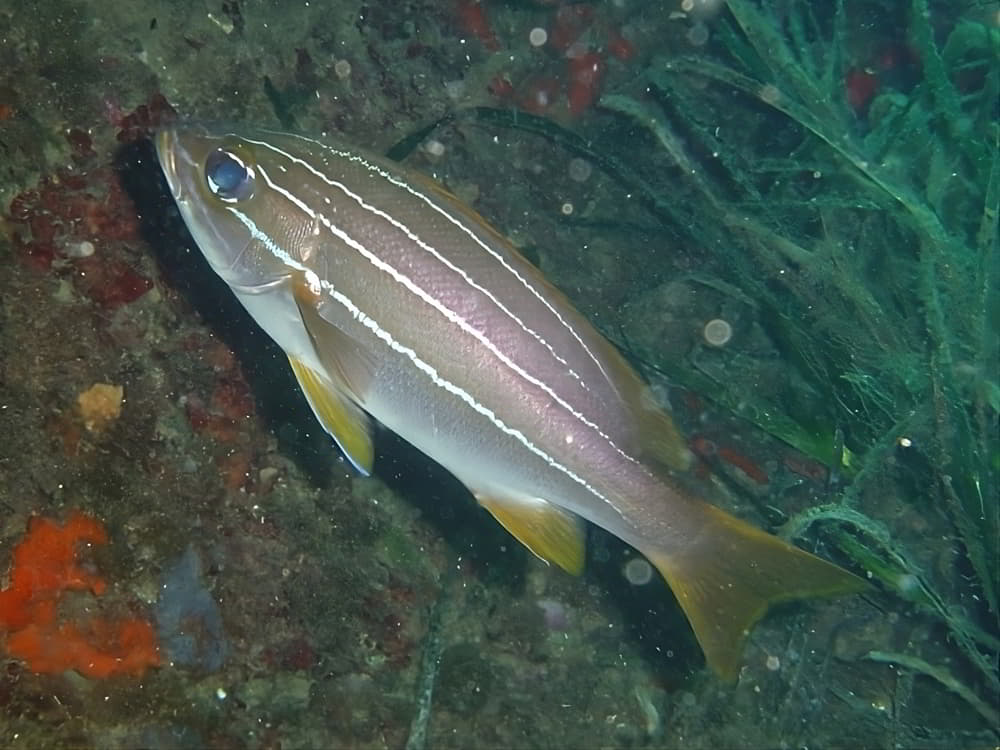 African Striped Grunt – Parapristipoma octolineatum