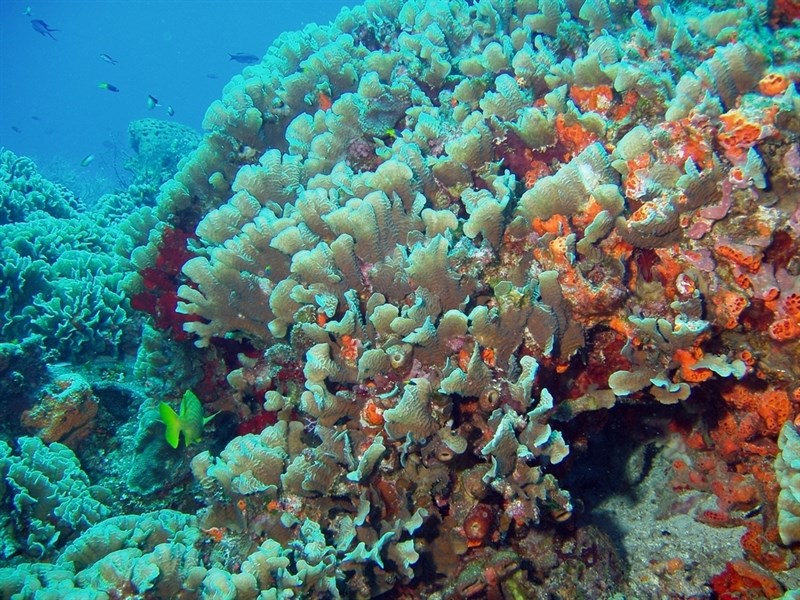 , Thin Leaf Lettuce Coral, Agaricia tenuifolia