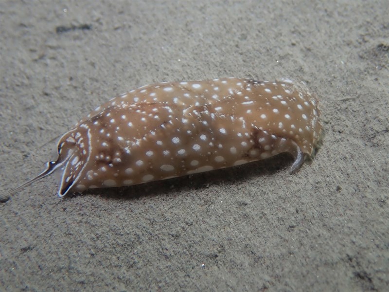 , Headshield Slug, Aglaja tricolorata