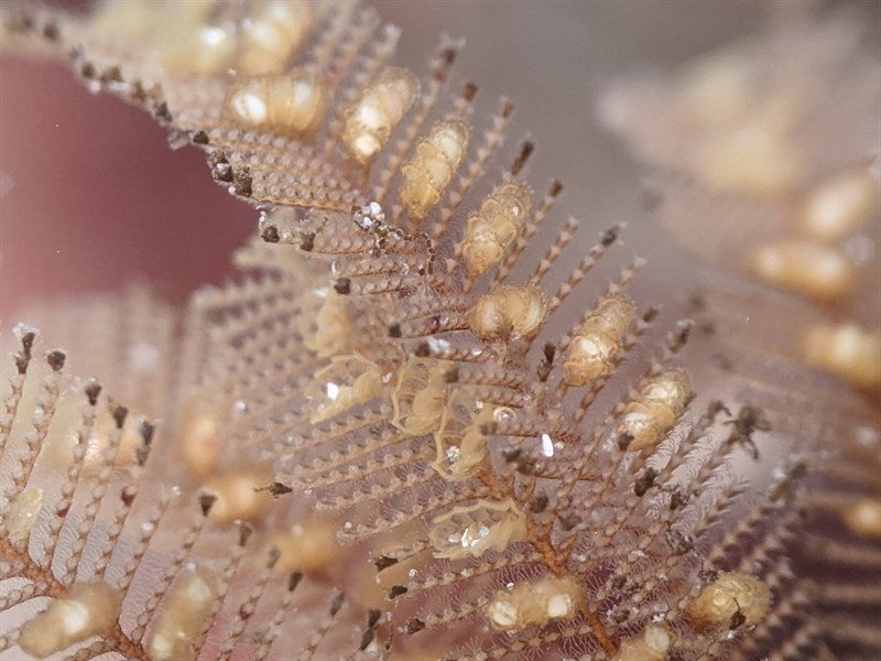 , Ostrichplume Hydroid, Ostrich Plumed Hydroid - Aglaophenia struthionides, Aglaophenia struthionides