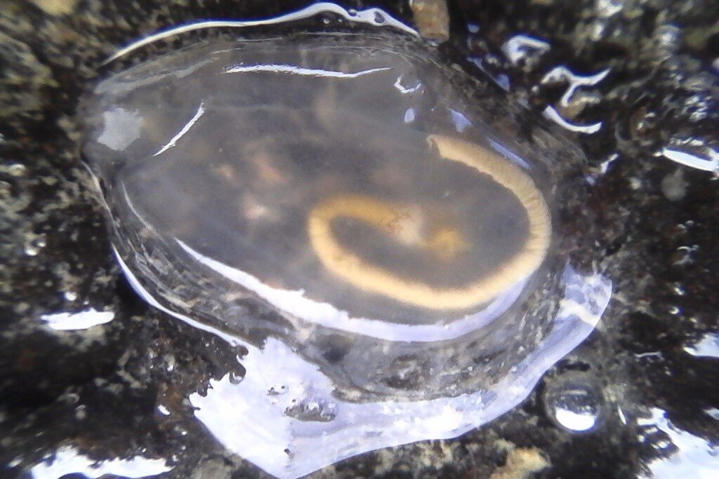 , Tunicate, Agnezia glaciata