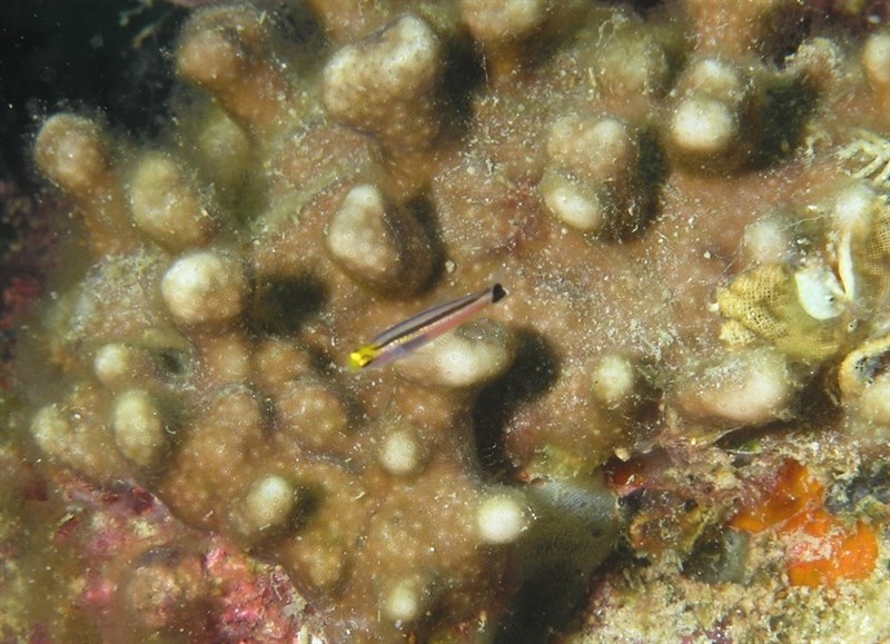 Bigspot minidartfish, Bigspot Minidartfish - Aioliops megastigma, Aioliops megastigma