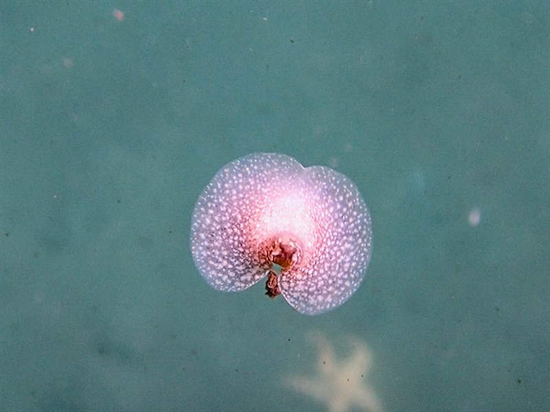 , Sea Hare, Akera bullata