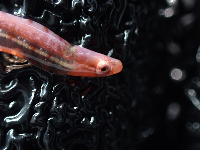 Pygmy shore-eel, Alabes parvula, Alabes parvula