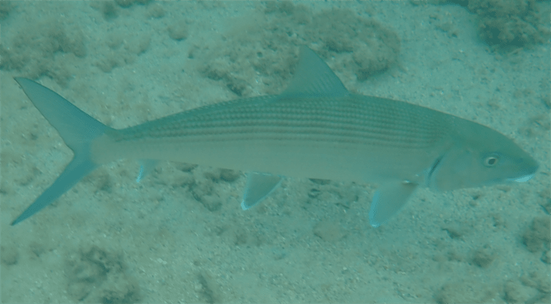 Roundjaw bonefish, Roundjaw Bonefish , Indo-pacific Bonefish, Albula glossodonta