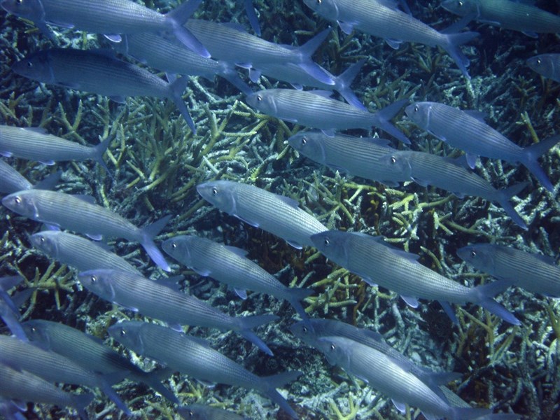 Bonefish, Albula vulpes