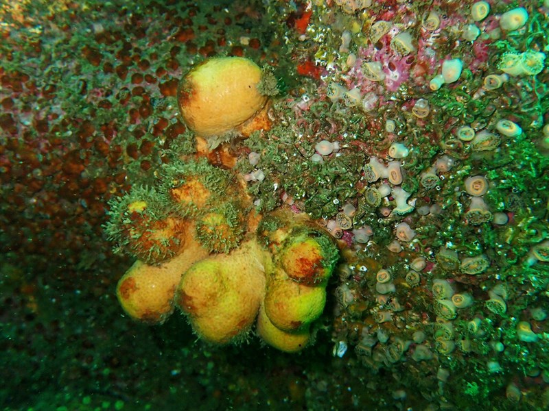 , Dead Men’s Fingers, Alcyonium digitatum