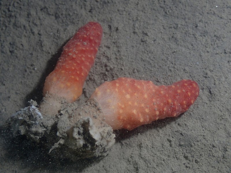 , Red Finger Coral, Sea Finger, Alcyonium palmatum