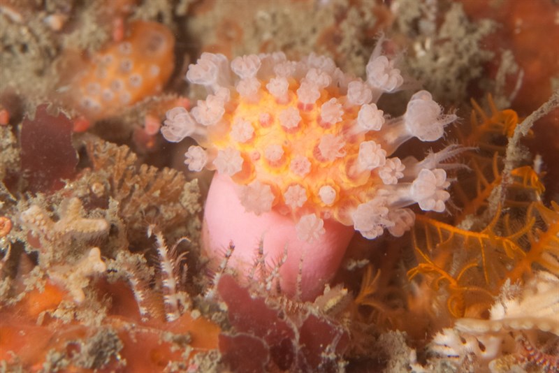 , Variable Soft Coral, Alcyonium variabile