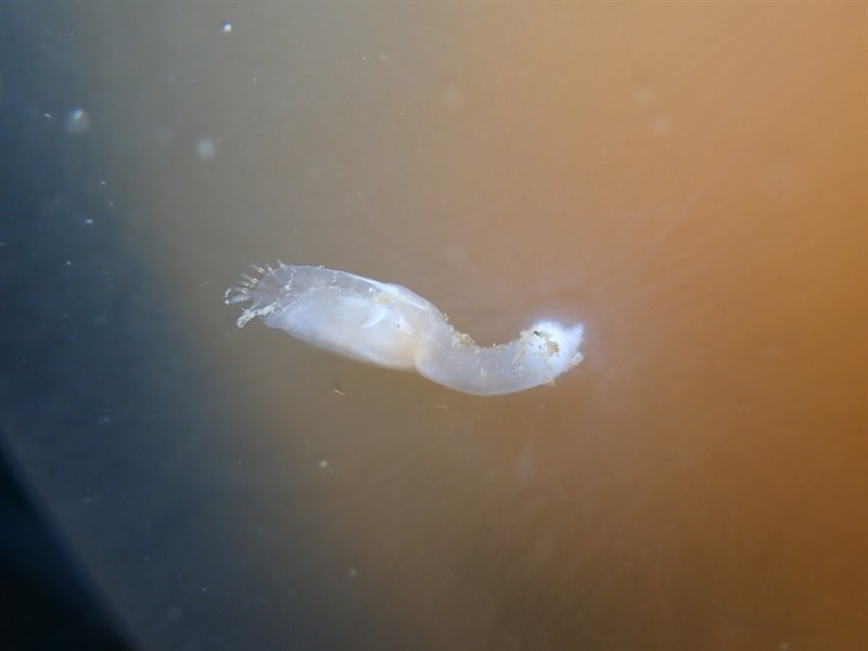 , Pelagic Barnacles, Goose Barnacles - Alepas pacifica, Alepas pacifica