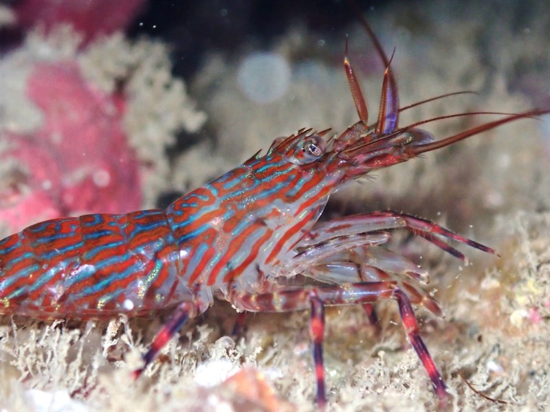 , Painted Shrimp, Painted Prawn - Alope spinifrons, Alope spinifrons