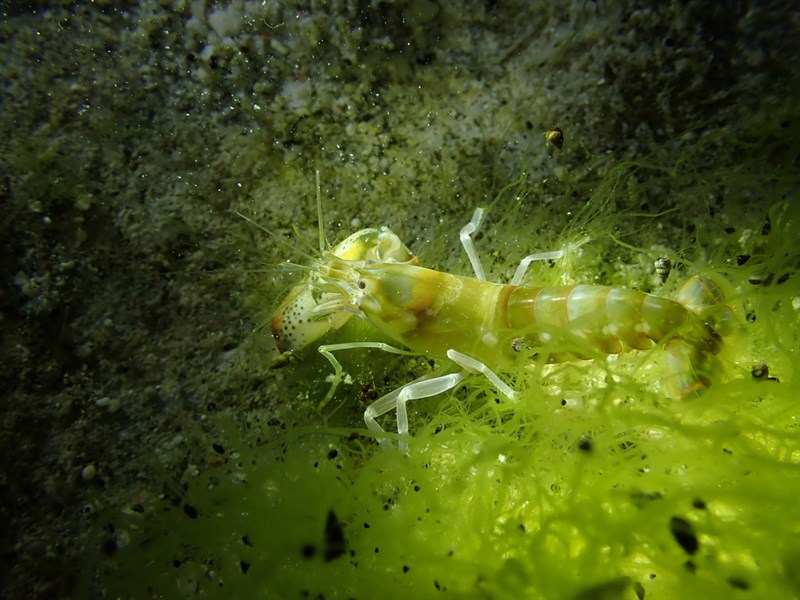 Alpheus strenuus