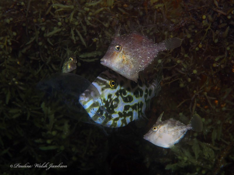 Unicorn leatherjacket filefish, Batfish, Filefish, Leatherjacket, Rough Leatherjacket, Triggerfish, Trigger Fish Durgon, Unicorn Fiiefish, Unicornfilefish, Unicorn Leatherjacket, Unicorn Leather Jacket, Unicorn Leatherjacket Filefish, Yellow-finned Leatherjacket, Aluterus monoceros