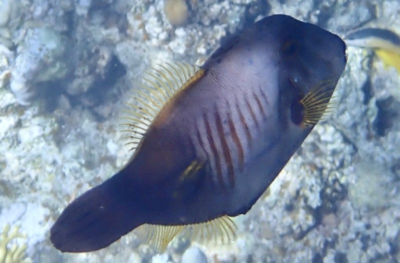 Broom filefish, Broom Filefish, Broom Leatherjacket, Brush-sided Leatherjacket, Amanses scopas