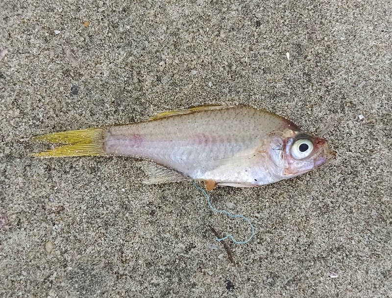 Malabar glassy perchlet – Ambassis dussumieri