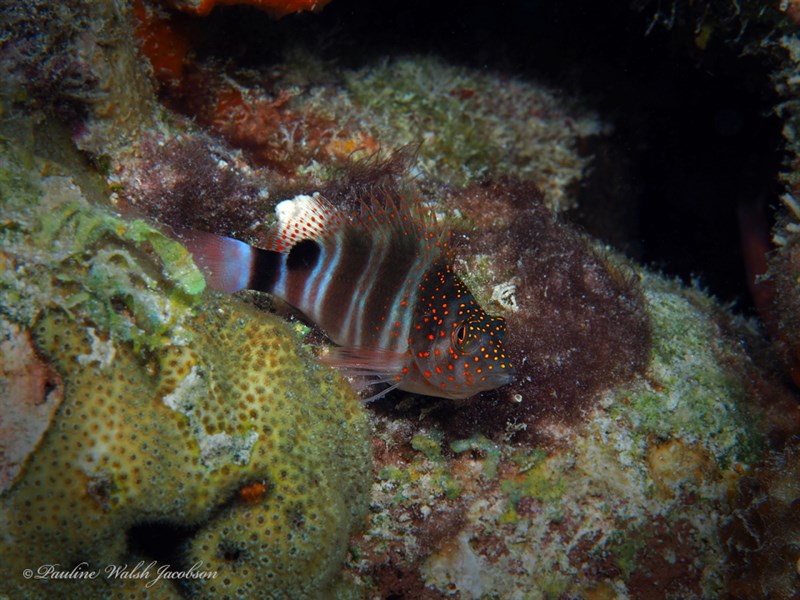 Redspotted hawkfish, Redspotted Hawkfish, Grannyfish, Amblycirrhitus pinos