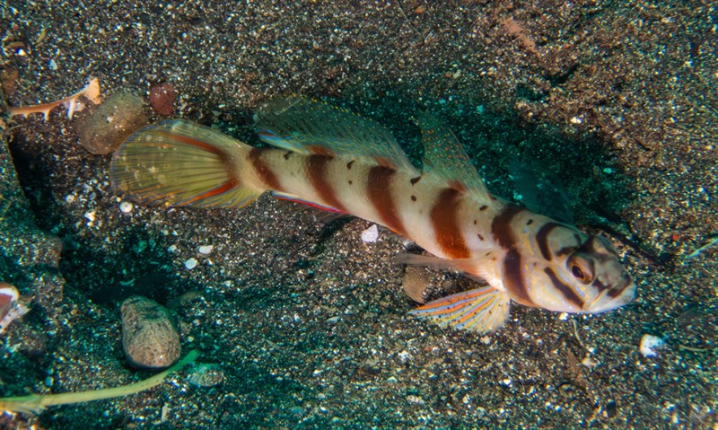 Diagonal shrimp goby, Diagonal Shrimp Goby, Diagonal Shrimp-goby, Slantbar Shrimpgoby, Diagonal Shrimpgoby, Amblyeleotris diagonalis