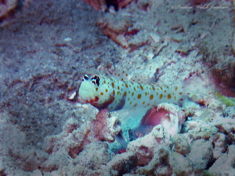 Spotted prawn-goby, Black-chest Shrimp Goby, Black-chest Shrimp-goby, Spotted Prawn Goby, Spotted Prawn-goby, Spotted Shrimp Goby, Orange Spotted Goby, Amblyeleotris guttata