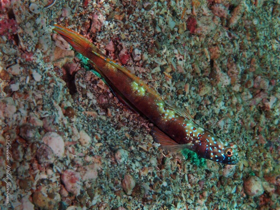 Wide-barred shrimpgoby, Wide-barred Shrimpgoby , Wide Band Shrimpgoby, Amblyeleotris latifasciata