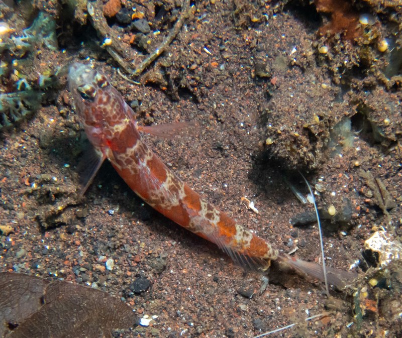 Periophthalma prawn-goby, Periophthalma Prawn-goby, Amblyeleotris periophthalma