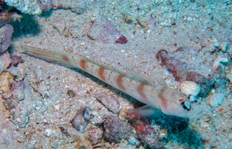 Redmargin shrimpgoby, Redmargin Shrimpgoby, Red-margin Shrimpgoby, Amblyeleotris rubrimarginata