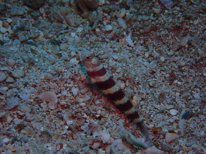 Gorgeous prawn-goby, Burgundy Shrimp Goby, Burgundy Shrimp-goby, Gorgeous Shrimpgoby, Redbarred Shrimp Goby, Wheeler's Shrimp Goby, Wheeler's Shrimpgoby - Amblyeleotris wheeleri, Amblyeleotris wheeleri