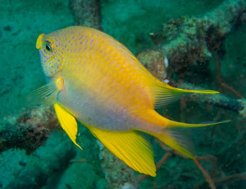 Golden damselfish, Golden Damselfish, Golden Damsel, Amblyglyphidodon aureus