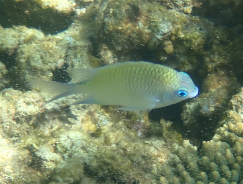 Batuna's damselfish, Batuna's Damselfish, Green Sergeant, Amblyglyphidodon batunaorum