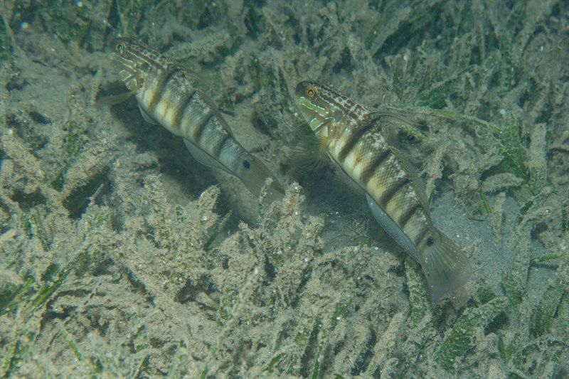 Butterfly goby, Butterfly Goby, Amblygobius albimaculatus