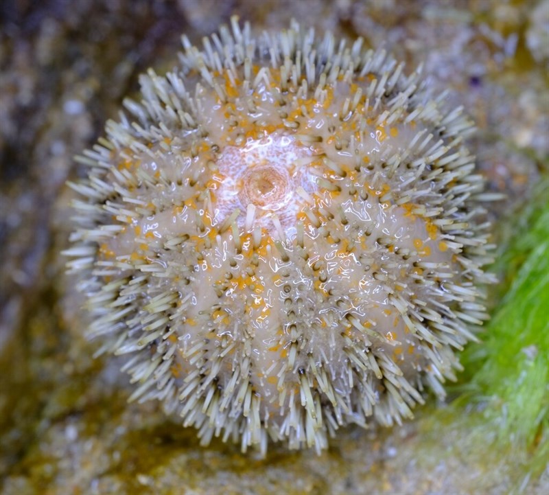 , Pink Temnopleurid Sea Urchin, Short-spined Urchin - Amblypneustes elevatus, Amblypneustes elevatus