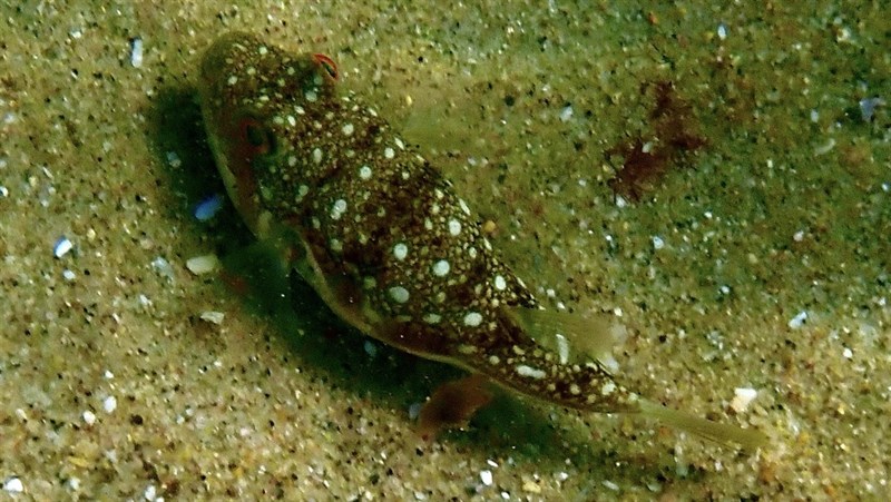 Evileye blaasop, Evileye Blaasop, Evileye Pufferfish, Boosoog Blaasop - Amblyrhynchotes honckenii, Amblyrhynchotes honckenii