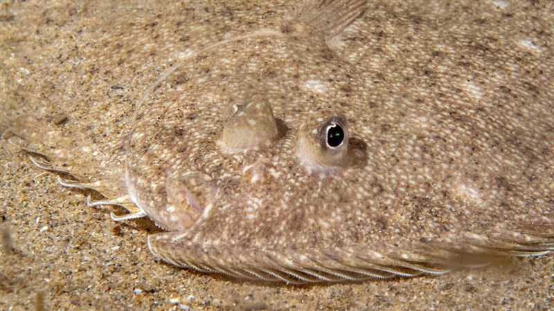 Tudor's flounder, , Ammotretis lituratus