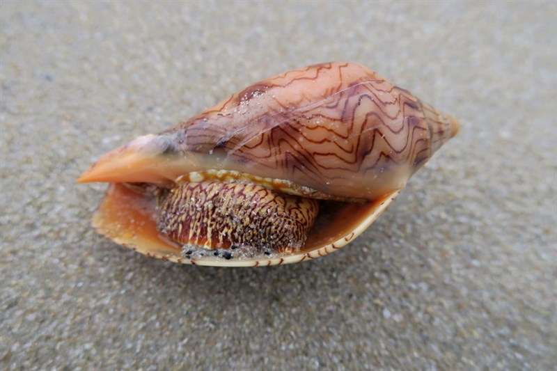 , Wavy Volute - Amoria undulata, Amoria undulata