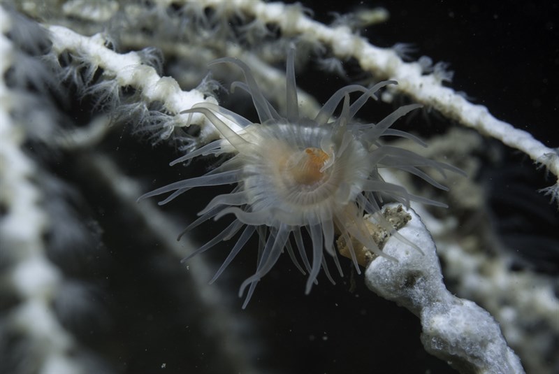 , Sea-Fan Anemone, Amphianthus dohrnii