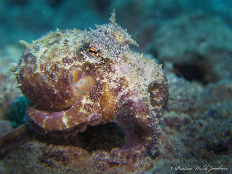 , Amphioctopus exannulatus