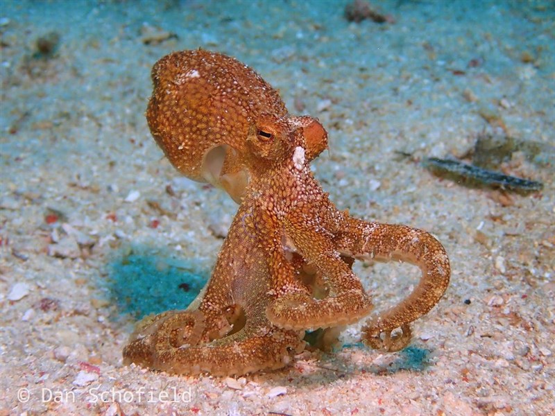 , Poison Ocellate Octopus, Siamese Ocellate Octopus, Mototi Octopus, Amphioctopus siamensis