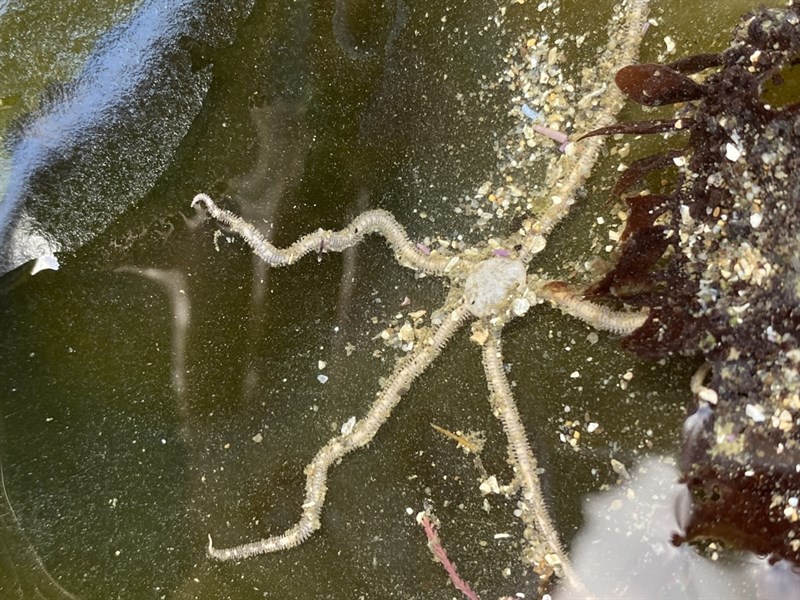 , Long-rayed Brittle Star, Snaky-armed Britlle Star, Amphiodia occidentalis