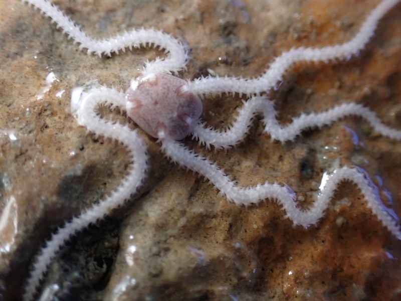 , Brooding Snake Star, Dwarf Brittle Star, Small Brittlestar - Amphipholis squamata, Amphipholis squamata