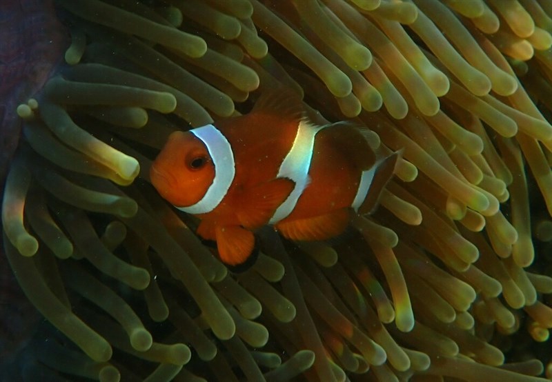 Clown anemonefish, Clown Anemonefish, Western Clown Anemonefish - Amphiprion ocellaris, Amphiprion ocellaris