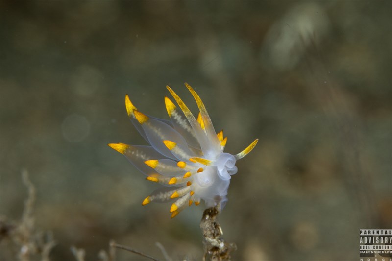 , Farrani 's Amphiorina, Aeolid Nudibranch, Amphorina farrani