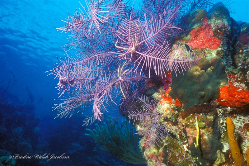 , Swimming Sea Lily, Swimming Crinoid, Analcidometra armata