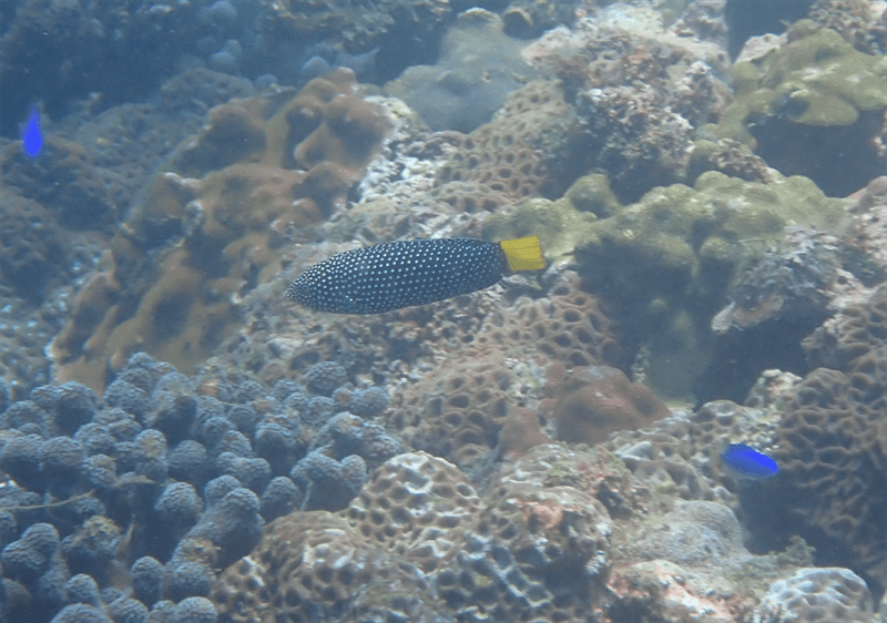 Spotted wrasse, Spotted Wrasse, Dotted Wrasse, Marble Wrasse, Speckled Wrasse, Yellow Tail Tamarin, Yellowtail Wrasse, Anampses meleagrides